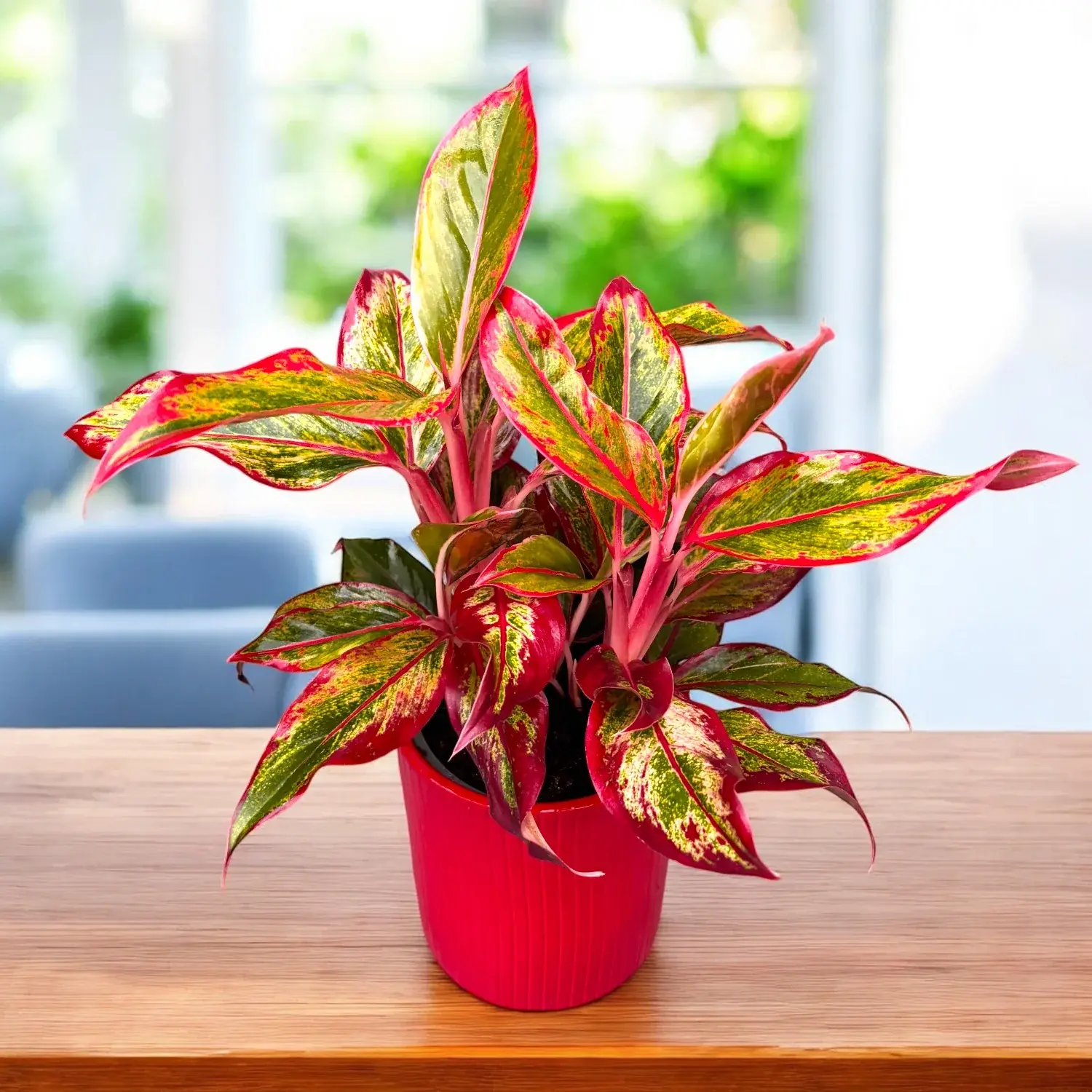 how-to-care-for-aglaonema