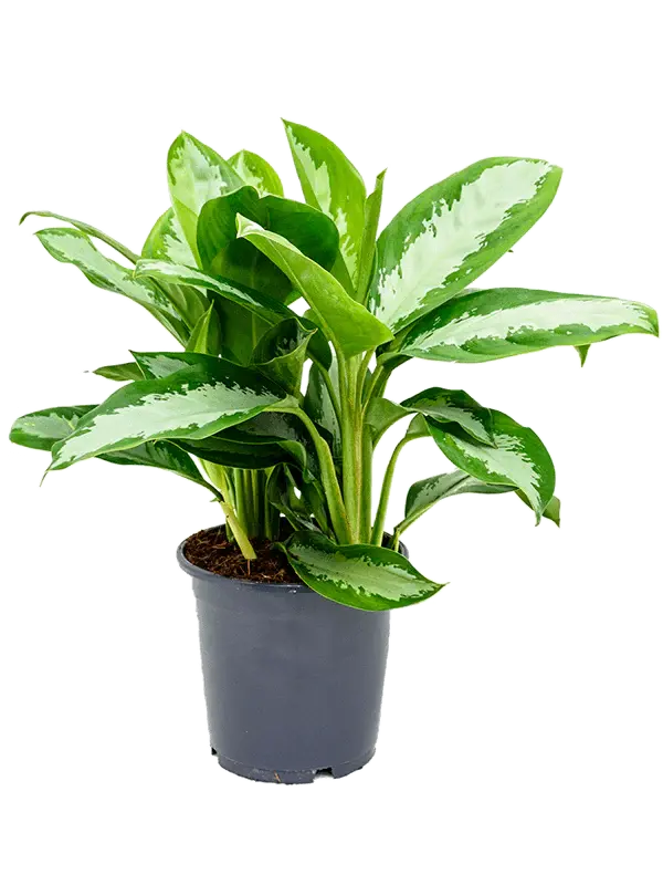 how-to-care-for-aglaonema
