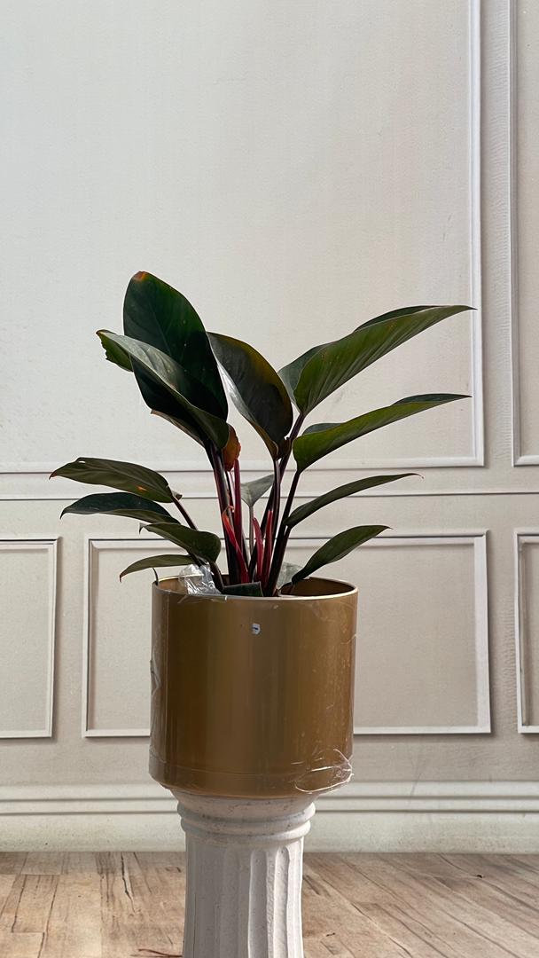 درختچه 1 - image 3