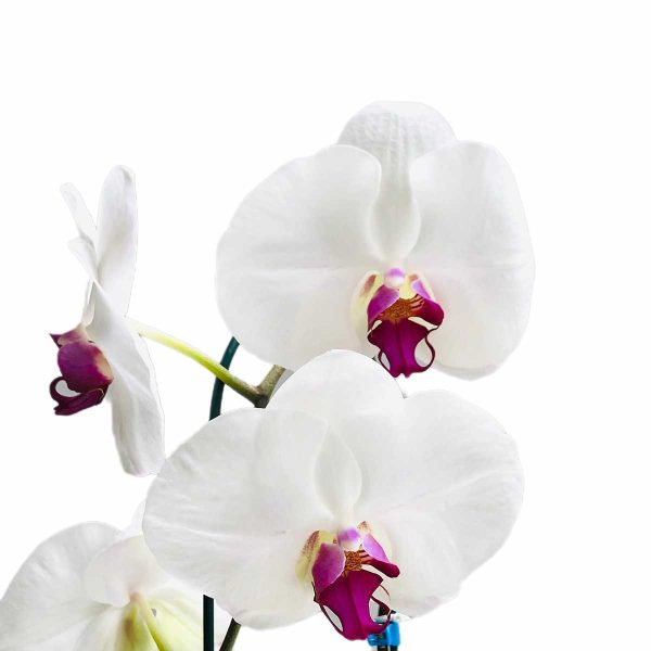 ارکیده سفید بنفش