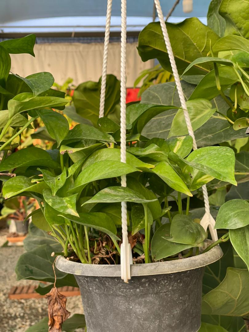 گل تبریک - image 2