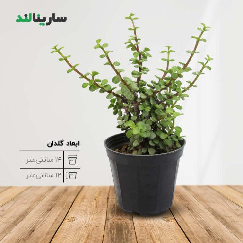 کراسولا خرفه‌ای | سارینالند